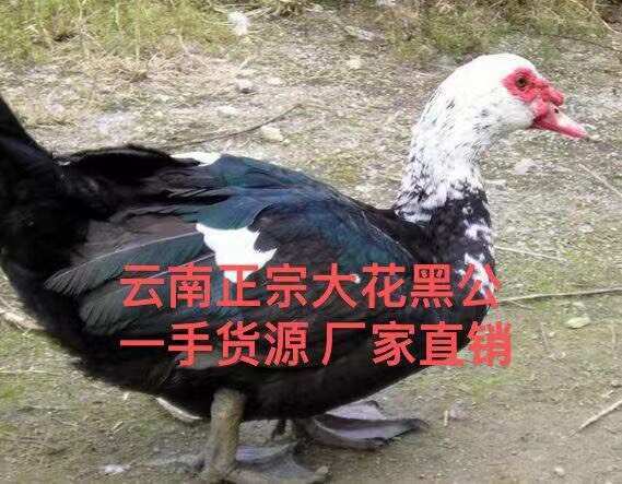 黑番鸭苗  云南大种黑番鸭旱鸭番鸭【只比质量不比价格，成