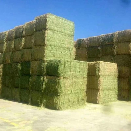 金塔县2024年头茬紫花首苜蓿草牛羊马驴羊驼草料
