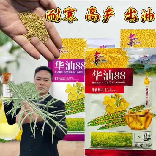 华油88油菜籽种子华油三月黄 华油98 华油100油菜籽种子