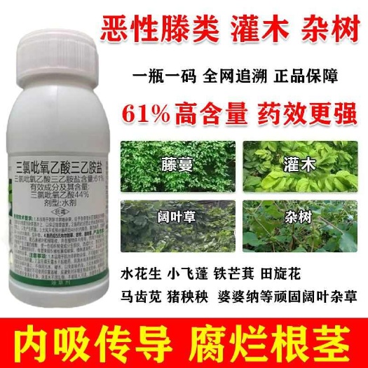 郑州铁芒萁络石藤葛藤水花生野构树除草剂死根型除草剂三氯吡氧乙酸