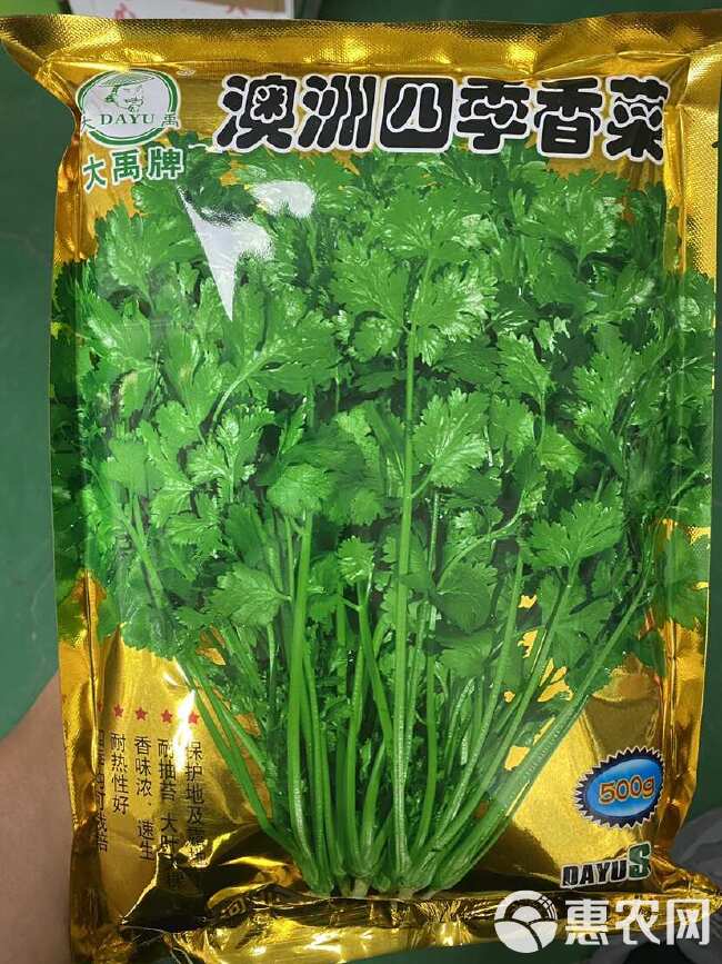 澳洲四季大叶耐抽苔香菜种子