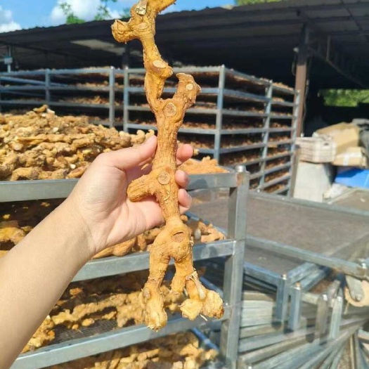 永丰县长条黄精