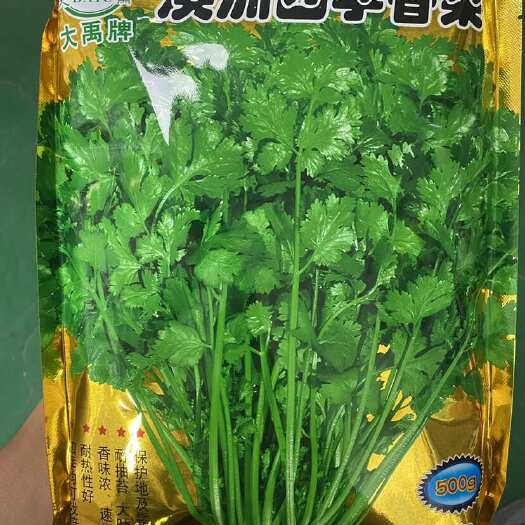 正定县澳洲四季大叶耐抽苔香菜种子