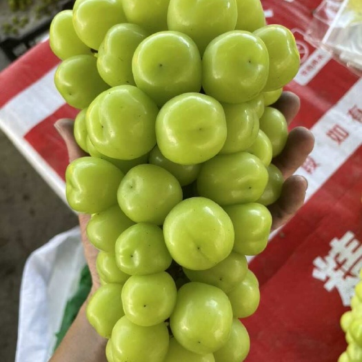 葡萄最高跟最低标准，拿什么标准？糖度贼高。老板看过来