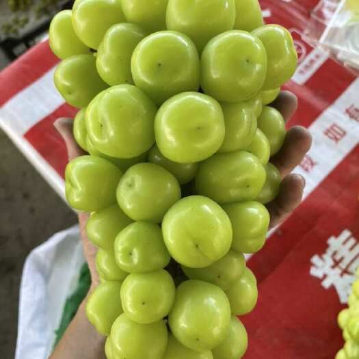 宁波葡萄最高跟最低标准，拿什么标准？糖度贼高。老板看过来
