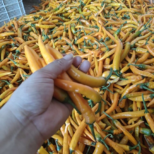 华容县黄辣椒