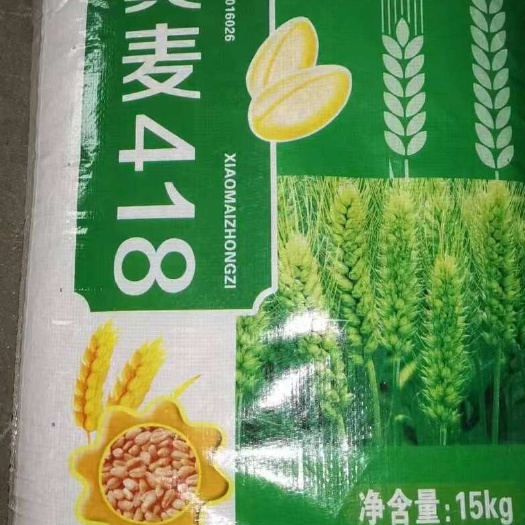 肥城市国审冀麦418小麦种子