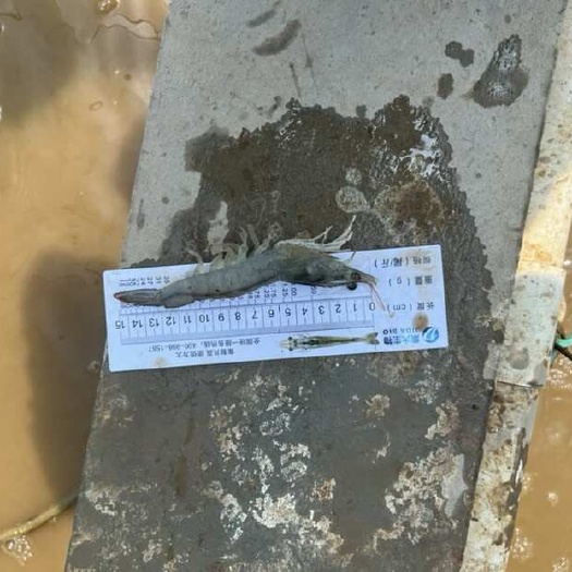 响水县南美白对虾