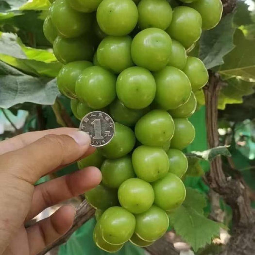 阳光玫瑰葡萄 青葡萄 晴王葡萄