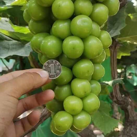 砀山县阳光玫瑰葡萄 青葡萄 晴王葡萄