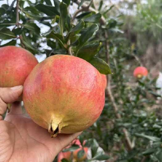会理市突尼斯软籽