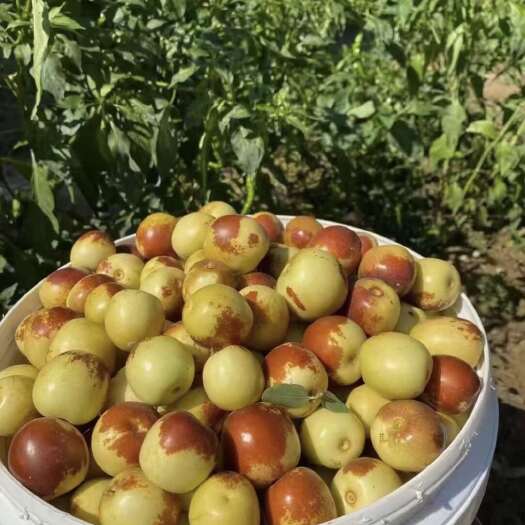 大荔县冬枣