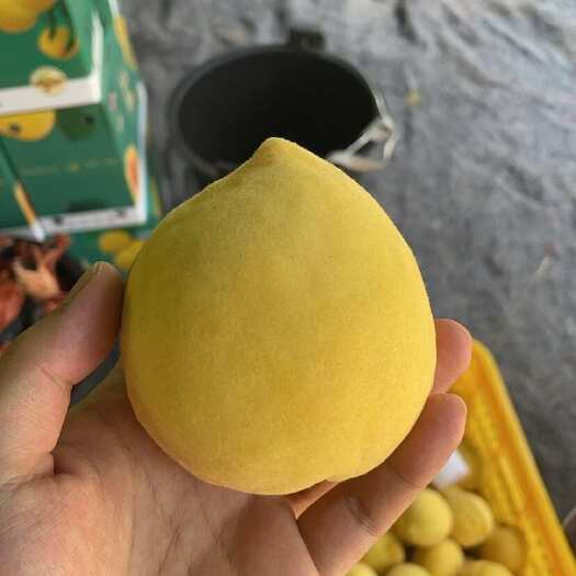 炎陵县炎陵黄桃