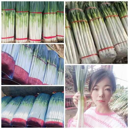 费县铁杆大葱 毛葱 净葱 常年有过