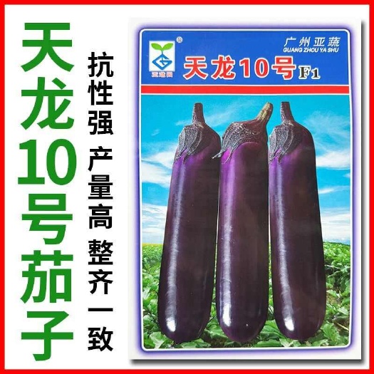广州天龙10号茄子种籽中熟烧烤茄子种子油亮深紫色长茄子春秋蔬菜种