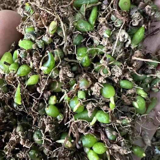 乐山山慈菇苗 毛慈菇苗 冰球子苗 独蒜兰苗