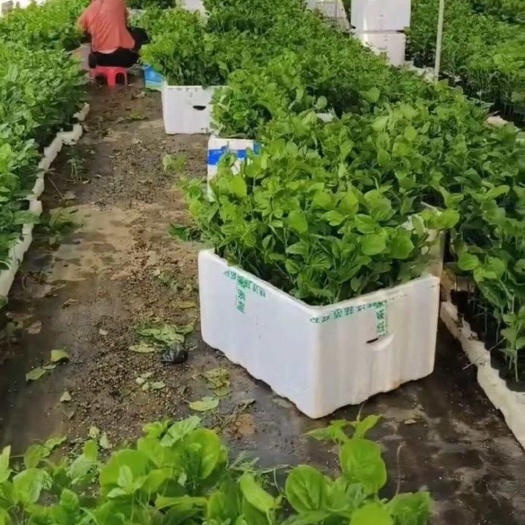 高州市广东高州百香果苗