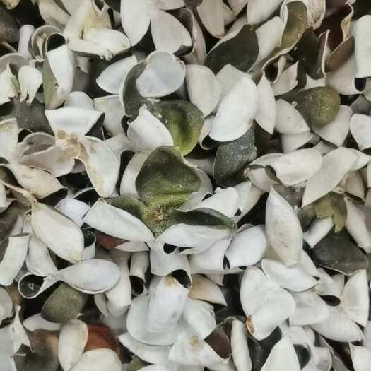 陈皮 三花陈皮 青陈皮 展会 地摊 电商 批发 陈皮干 干陈