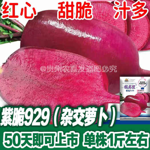 凯里市凤梨红心水果萝卜种子种子红皮红心萝卜籽种子基地种植红萝卜种子