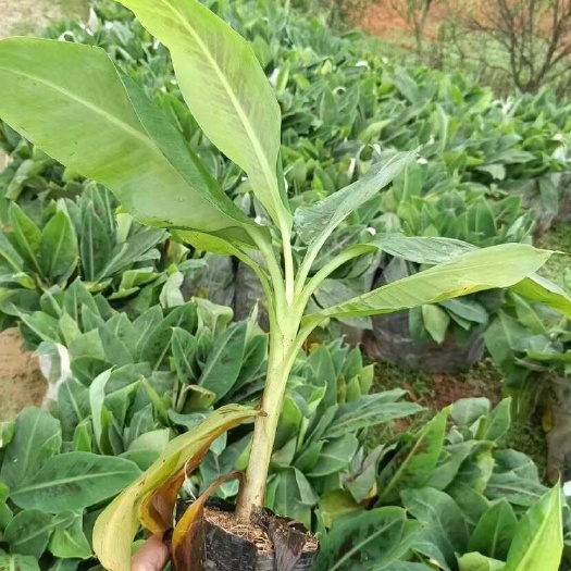 揭阳香蕉杯苗基地直发 大小规格齐全 品质优质