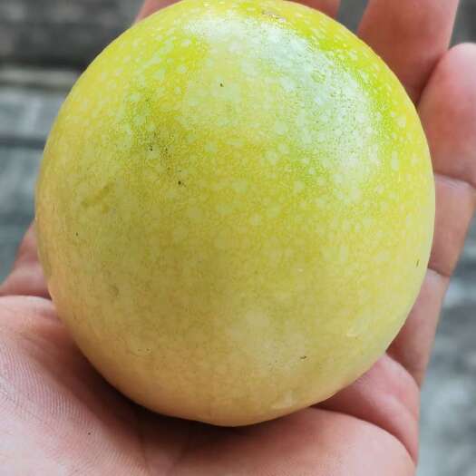 龙岩绿皮百香果