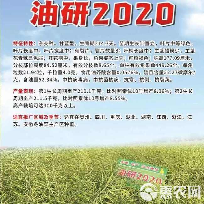 油研2020高产杂交油菜种子出油率高杂交油菜种农科院高产油菜