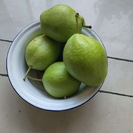 梨