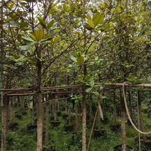 广玉兰5～15公分基地直发 大小规格齐全 品质保证