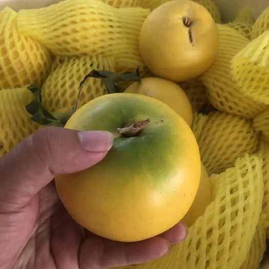 南宁黄晶果现摘现发