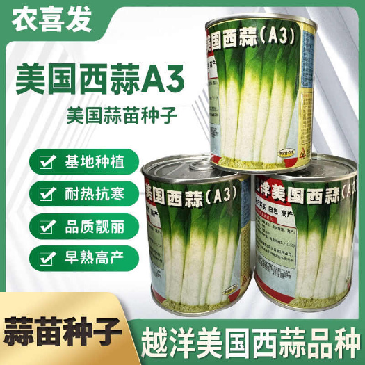 凯里市广良美国西蒜种子青蒜苗种子洋蒜苗种子产抗寒耐热蒜苗种子