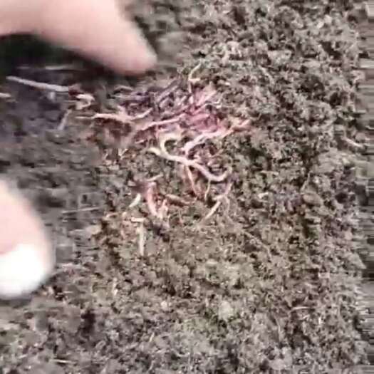石家庄批发蚯蚓粪工程绿化种植蚯蚓有机肥