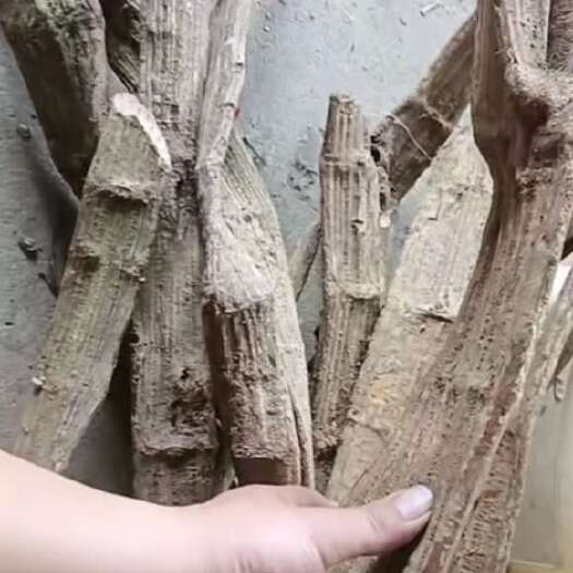  通关藤