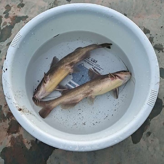 黄颡鱼