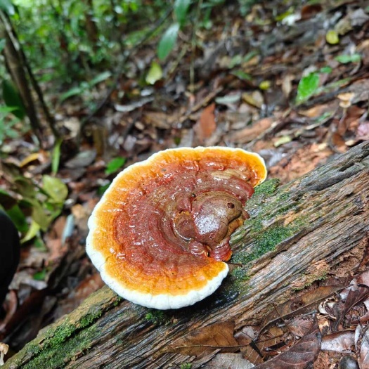 勐海县版纳无柄赤灵芝