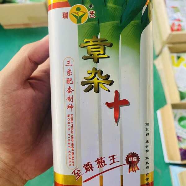 山东章丘抗病抗倒章杂十长白葱种子