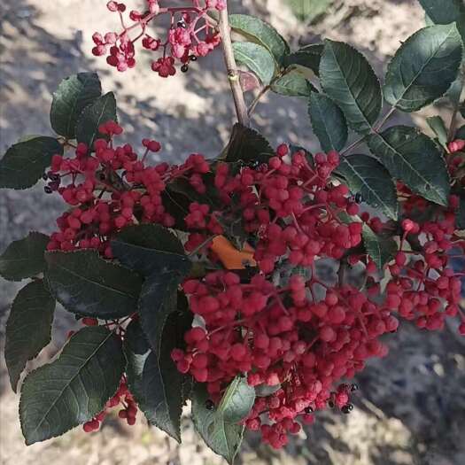 陇南花椒
