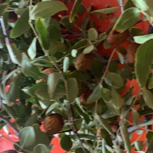 包头酸枣