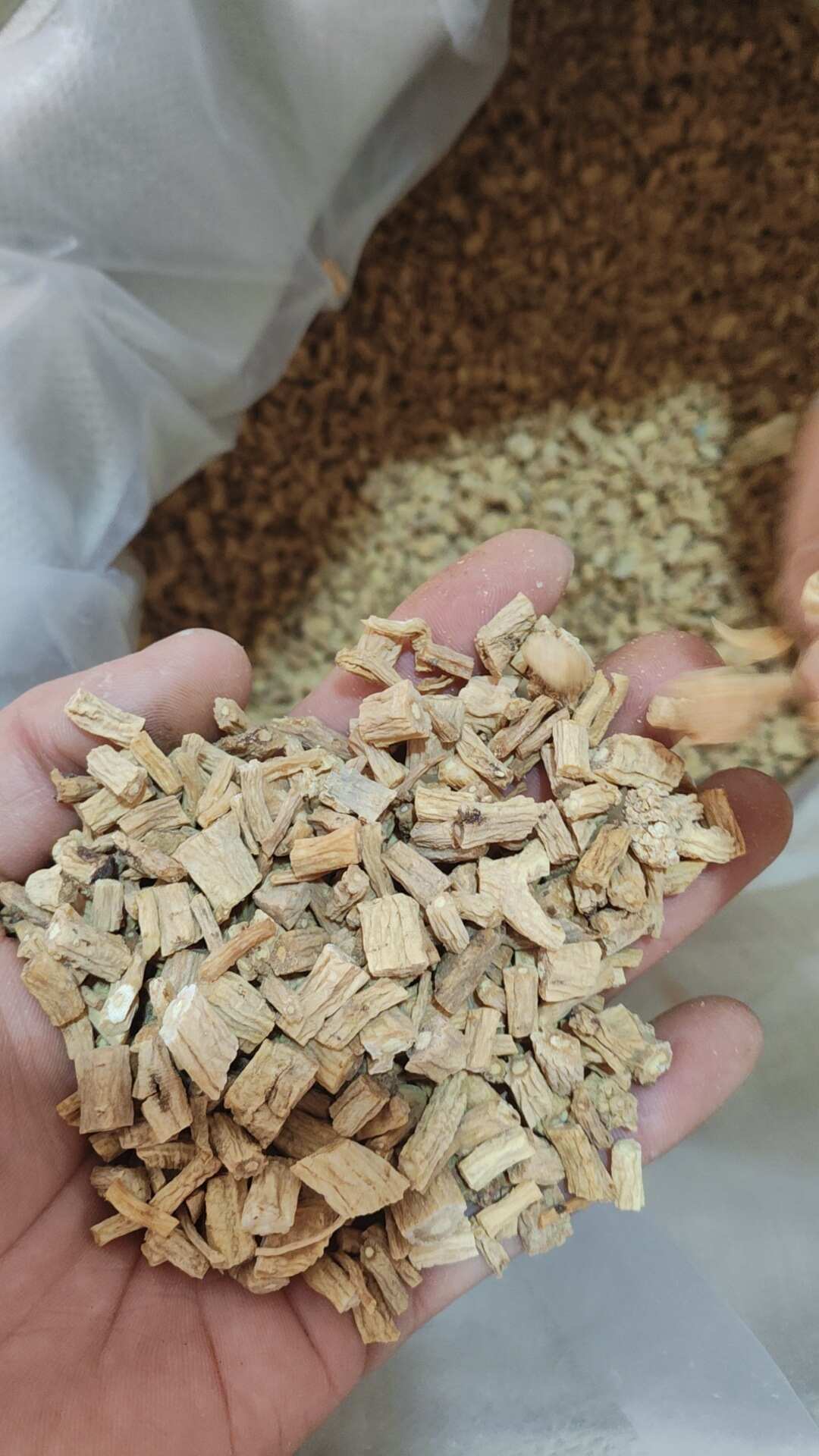 【陇西县首阳镇】产地直销，天然无硫党参好货，量大从优！包邮