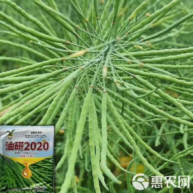 油研2020高产杂交油菜种子出油率高杂交油菜种农科院高产油菜