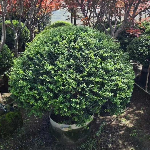揭阳龟甲冬青球1米至2米基地直发 大小规格齐全 品质优质