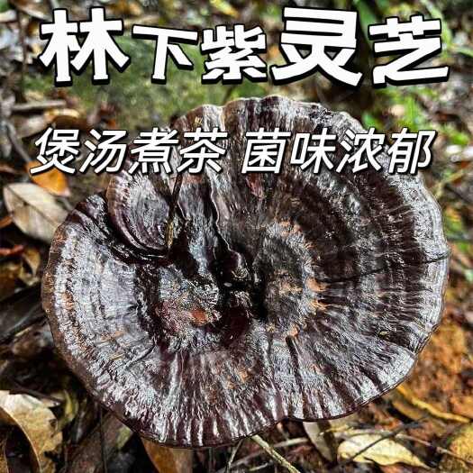 翁源县深山紫灵芝正品灵芝整朵可切片干货