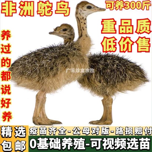 南宁鸵鸟幼苗一对幼鸸鹋活苗非洲驼鸟崽脱温鸵鸟活体成年澳洲鸵鸟幼崽