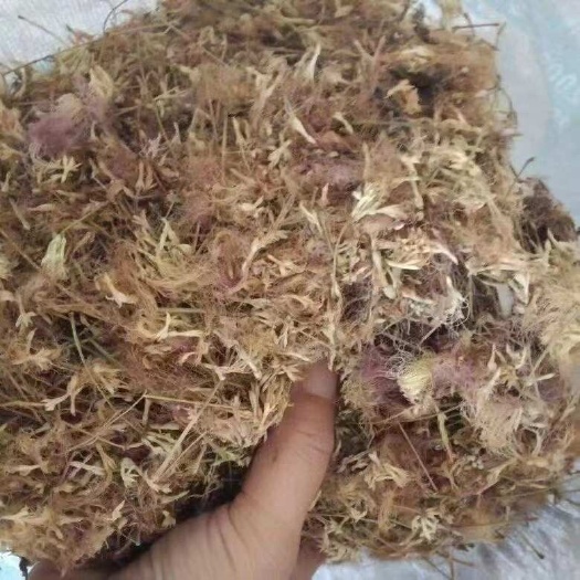 鄄城县合欢花