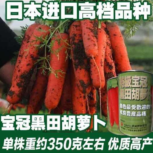 日本特级宝冠黑田胡萝卜种子高产抗病新黑田五寸胡萝卜种子