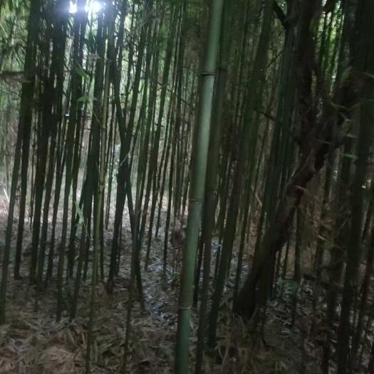 都江堰市苦竹苗圃全部处理