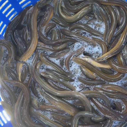 防城港黄鳝，