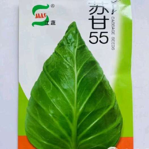 通海县牛心甘蓝苗