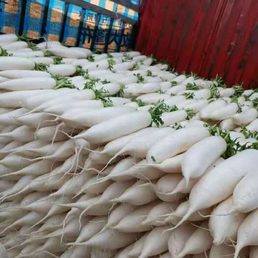 长阳县白萝卜