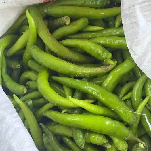威县青辣椒，杭椒，美人椒，新鲜辣椒，产地直销