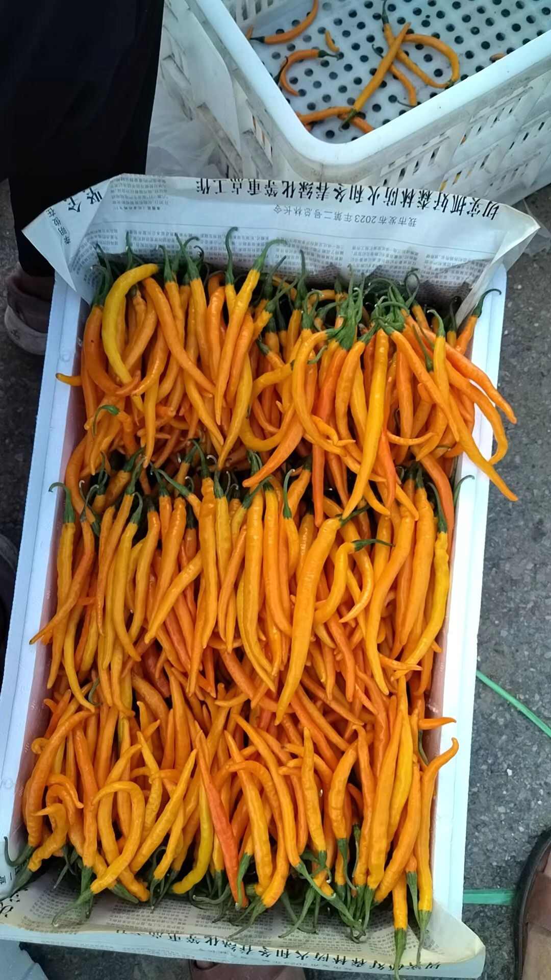 貢椒